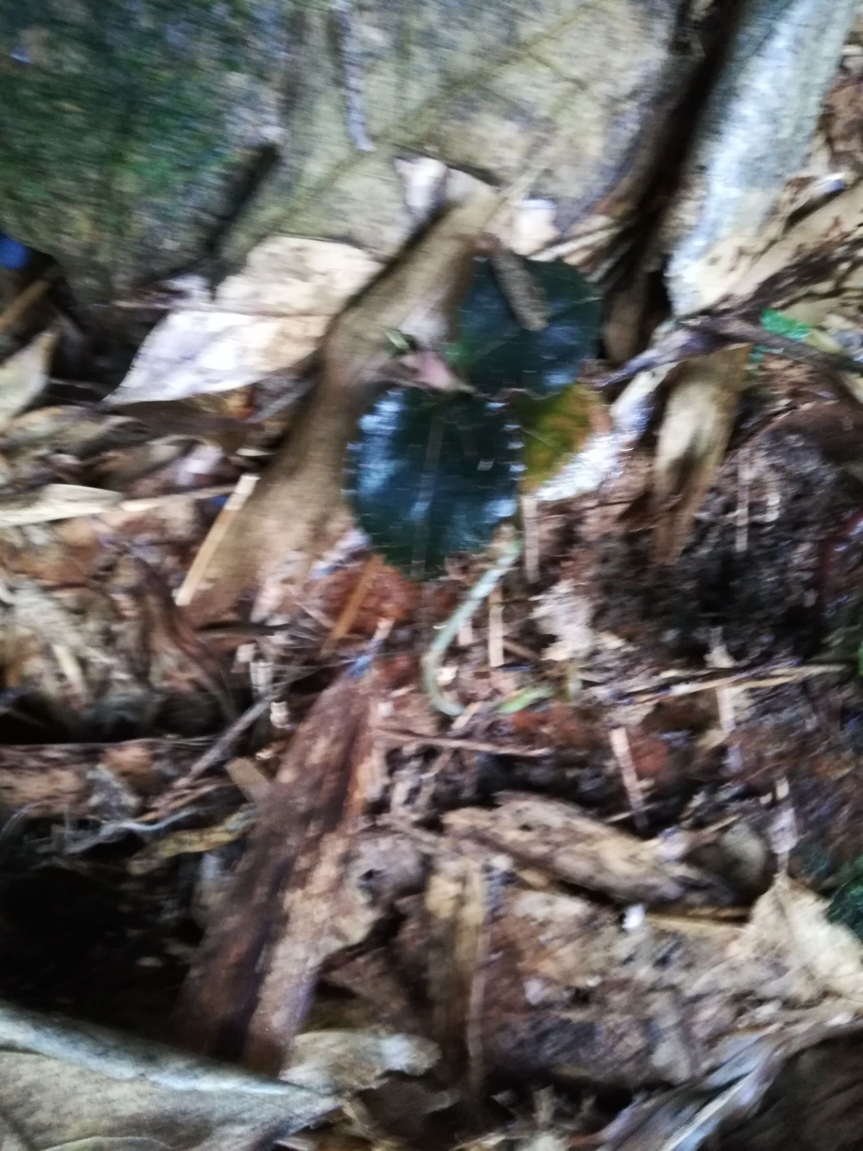 金雀花种 