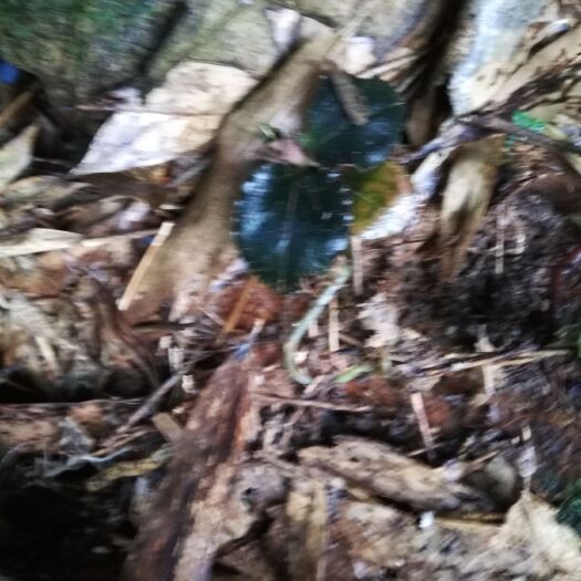 安溪县金雀花种 