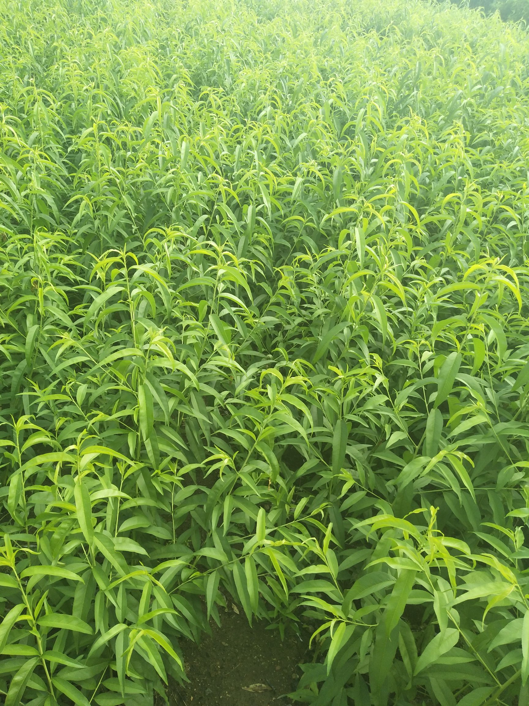 嫁接桃树苗 0.5~1米