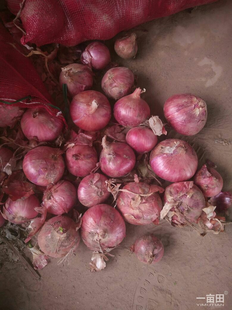 荷兰15号土豆 3两以上 