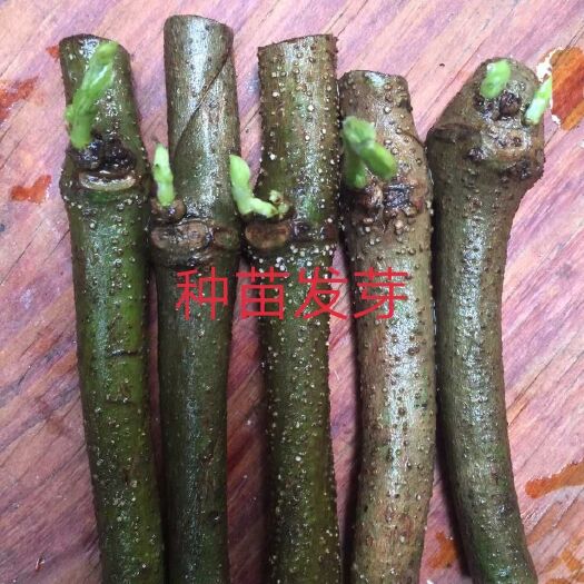 藤县葛根种苗 优质无渣粉葛种苗