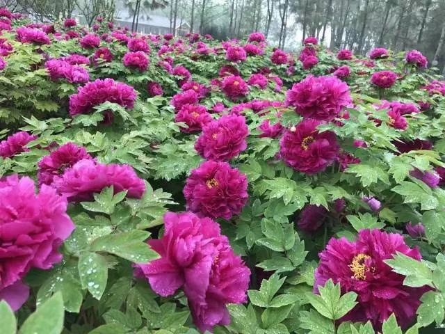 菏泽观赏牡丹 20cm以上 4cm以下 0.5米以下