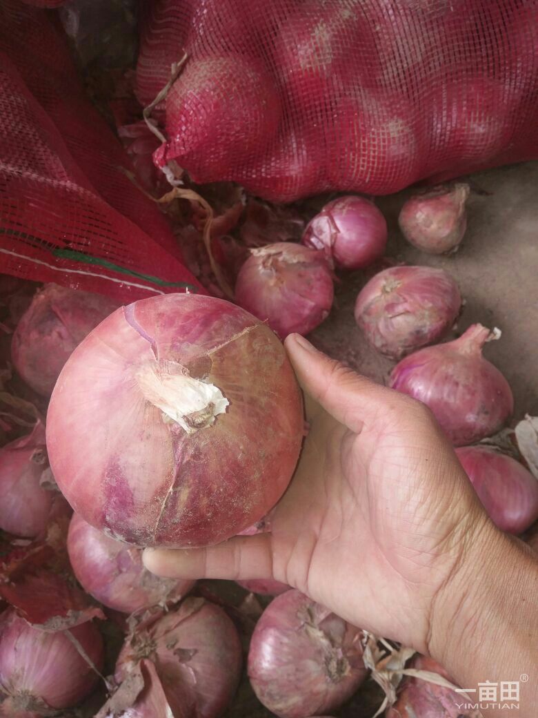 荷兰15号土豆 3两以上 