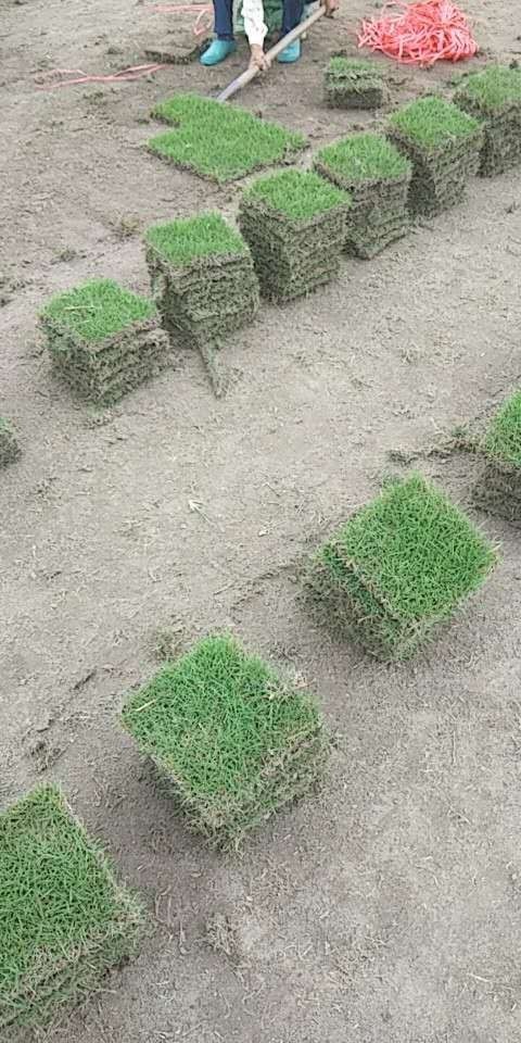 南宁马尼拉草皮