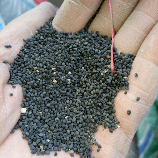 绛县黄芩种子山西产地可测芽率当年产新种子发芽率高质量有保证有售后