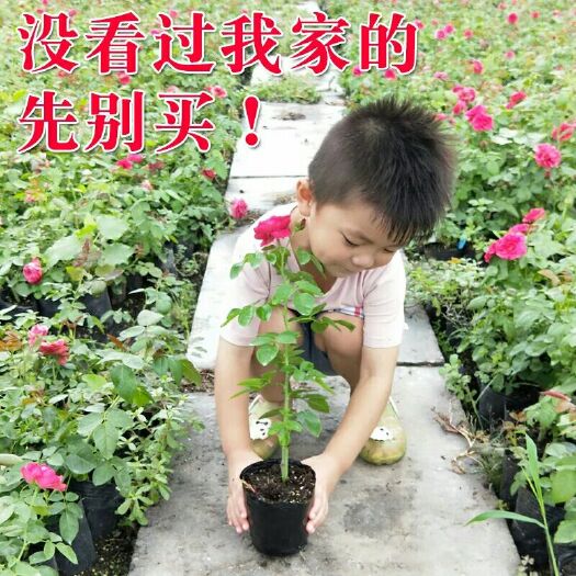 绛县月季苗 