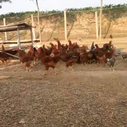 西安土鸡苗