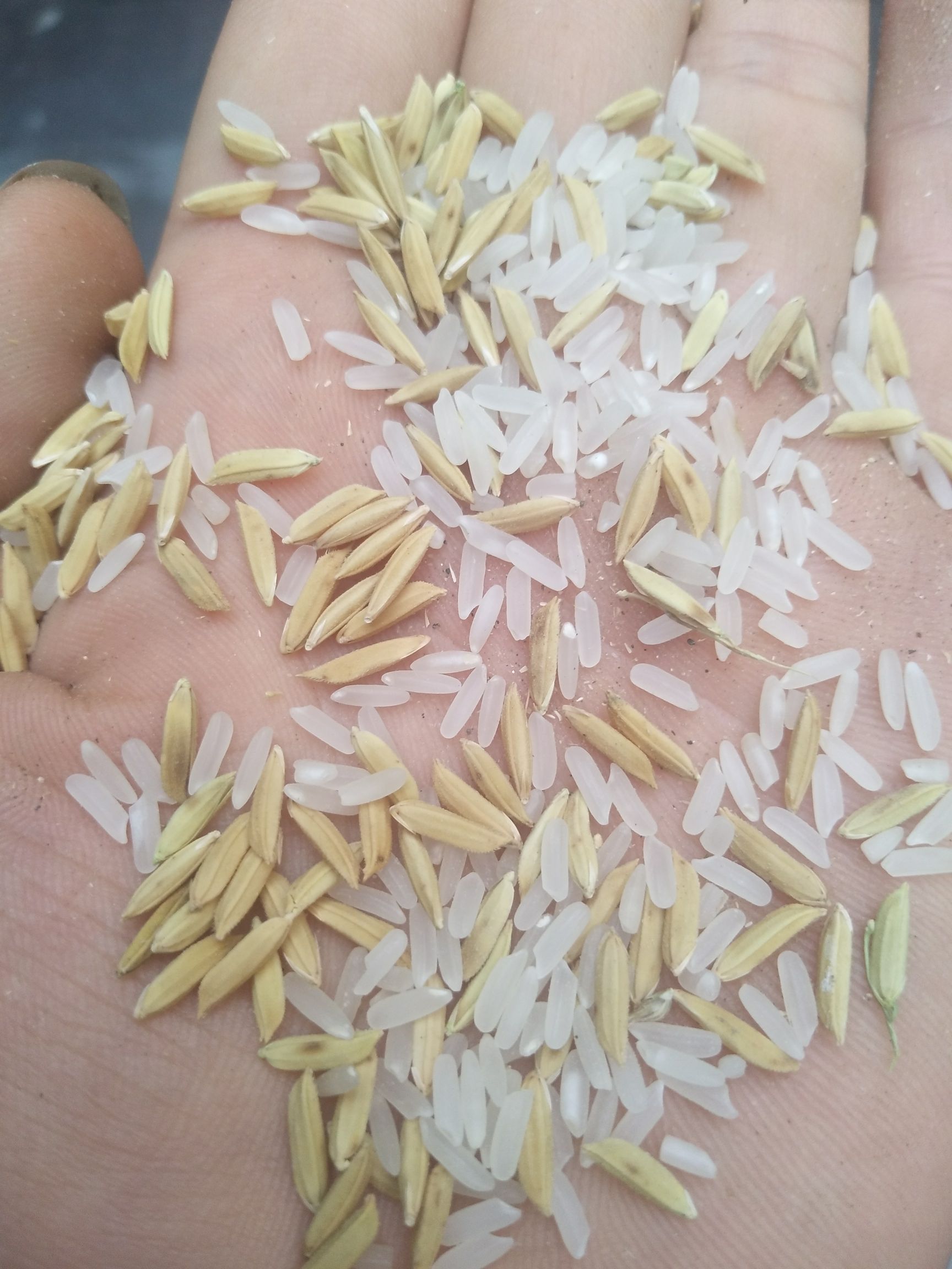 优质稻 湖北省荆门市东宝区 中晚籼黄花粘稻谷等