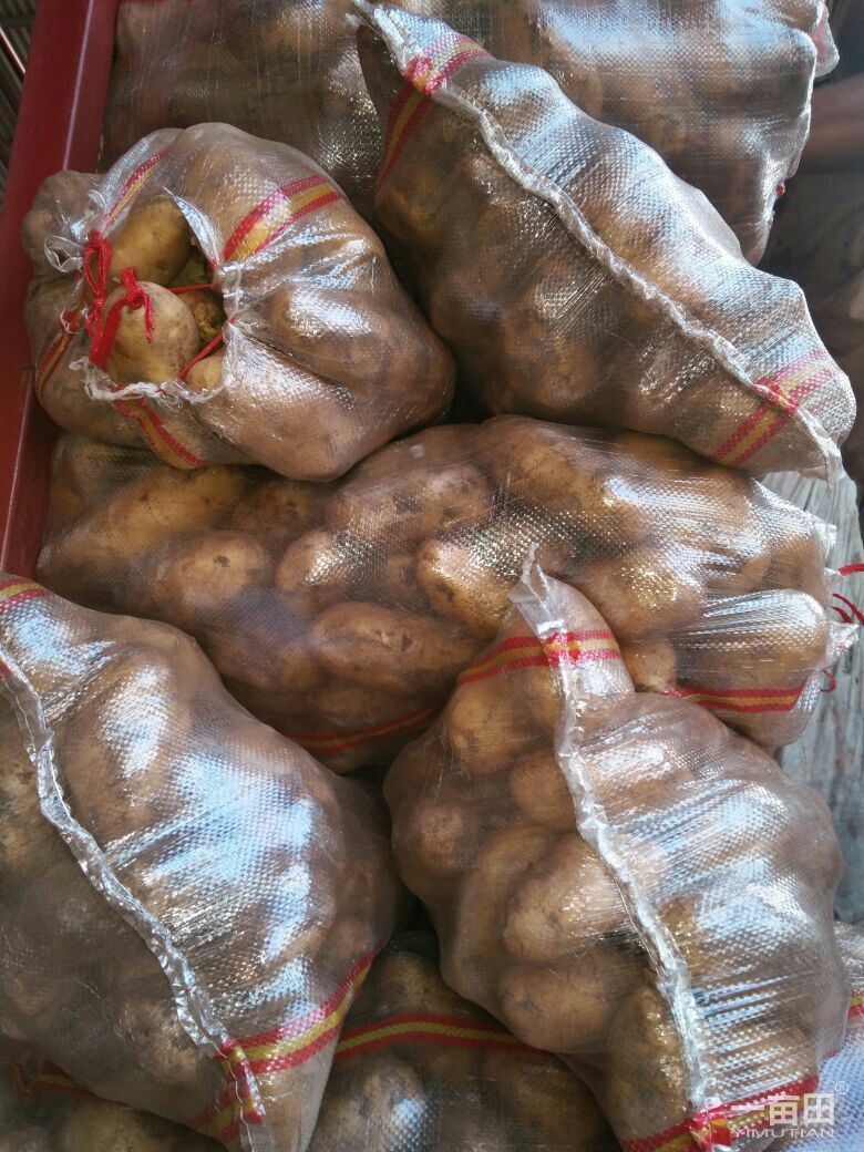 荷兰15号土豆 3两以上 