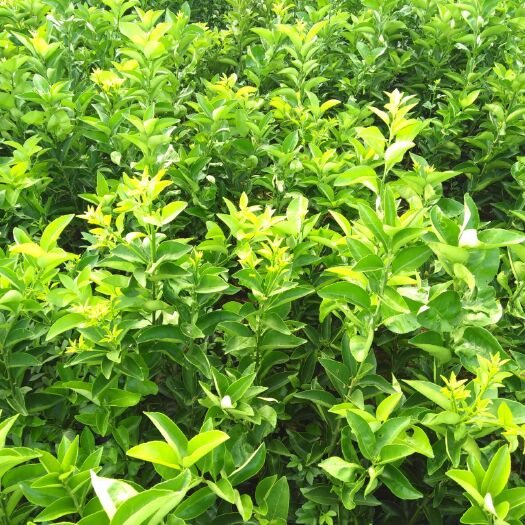 重庆市枳壳药材嫁接苗