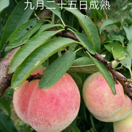 邓州市金秋红密 70mm以上 4-5两 金秋红密桃