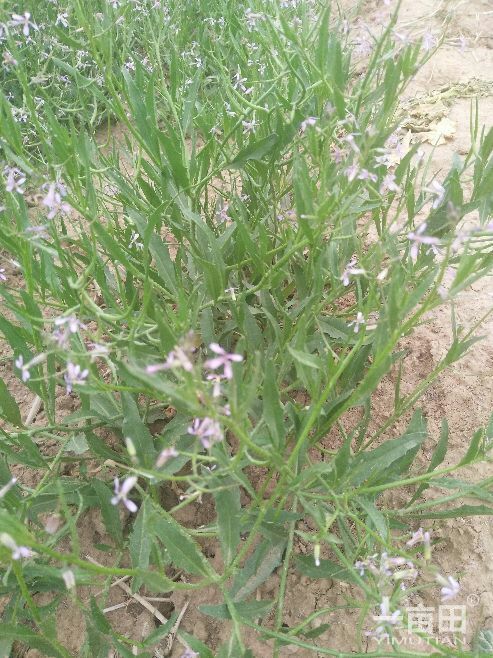 西安蓝花荠菜种子 （陕西）