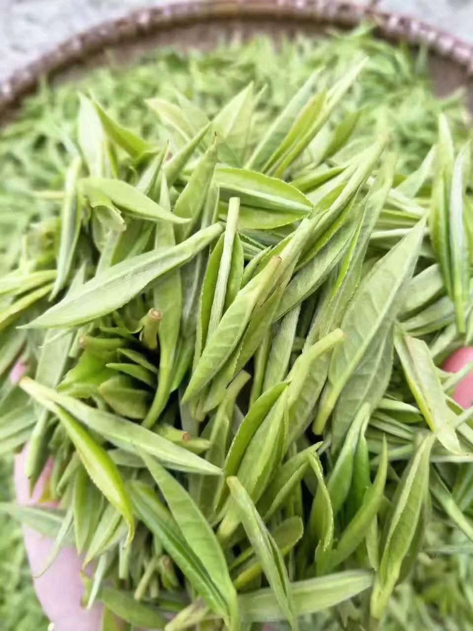 保靖黃金茶 特級 袋裝