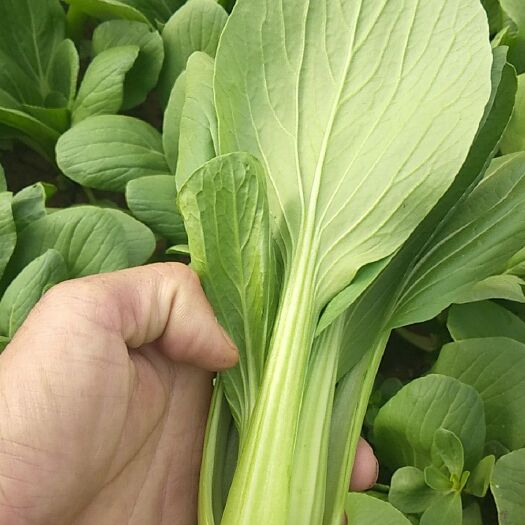 阳高县金品28青梗菜 1~2两