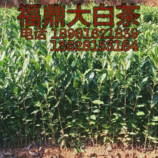 雅安白茶树苗 实生苗 0.5~1米
