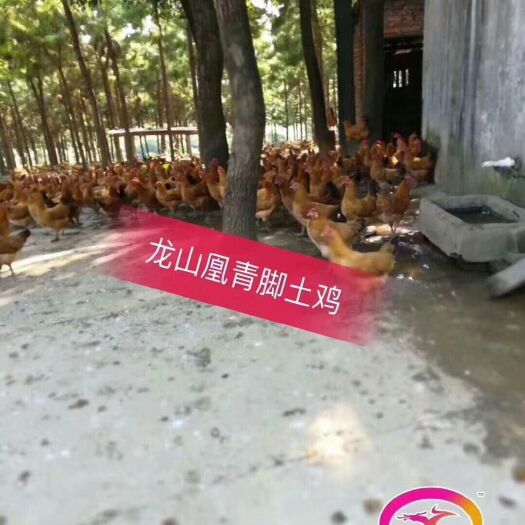 莒县土鸡苗