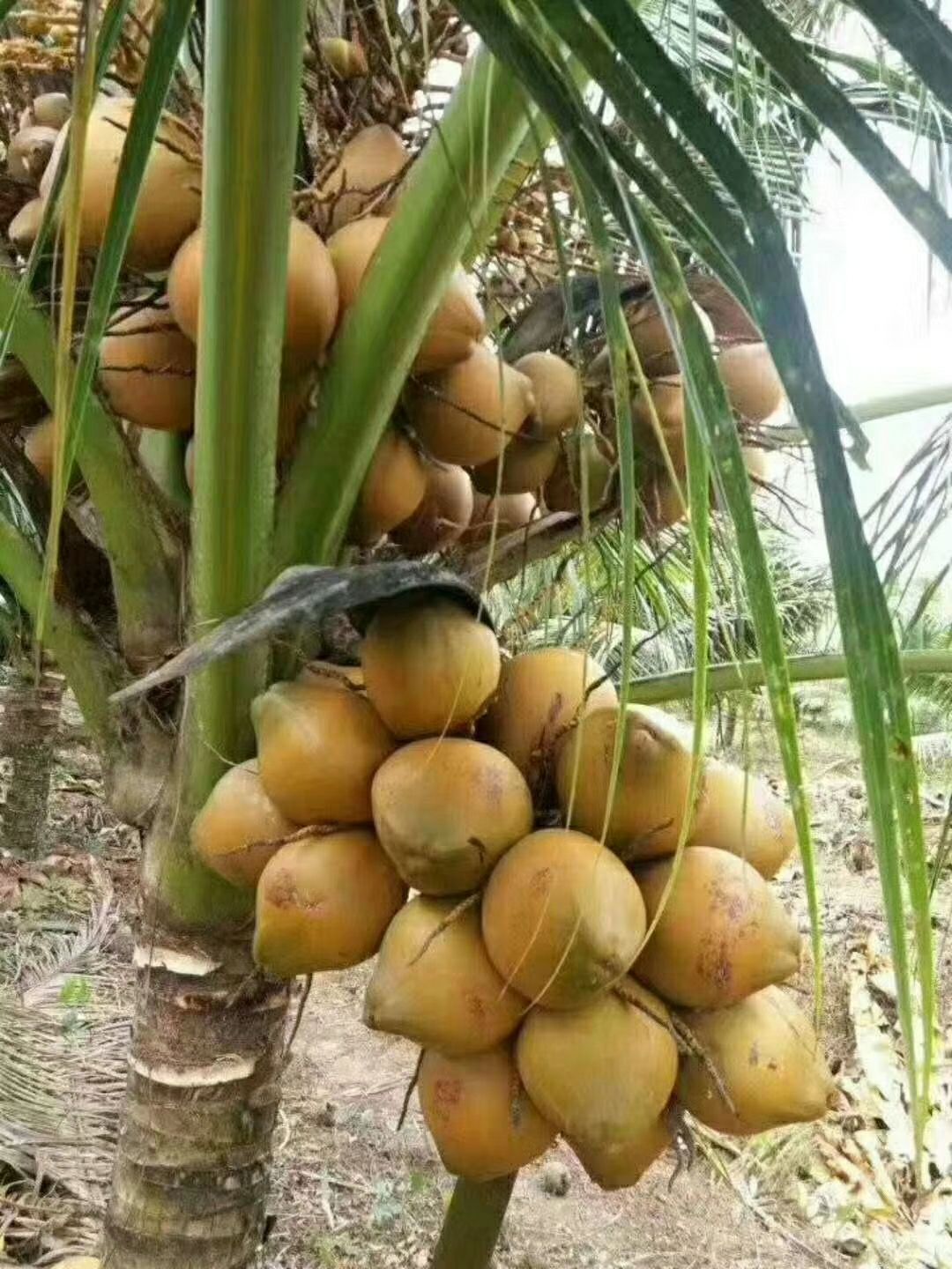椰子苗 