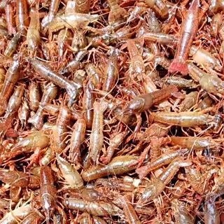 沭阳县澳洲淡水小龙虾苗 