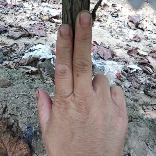 洛阳巨峰葡萄苗