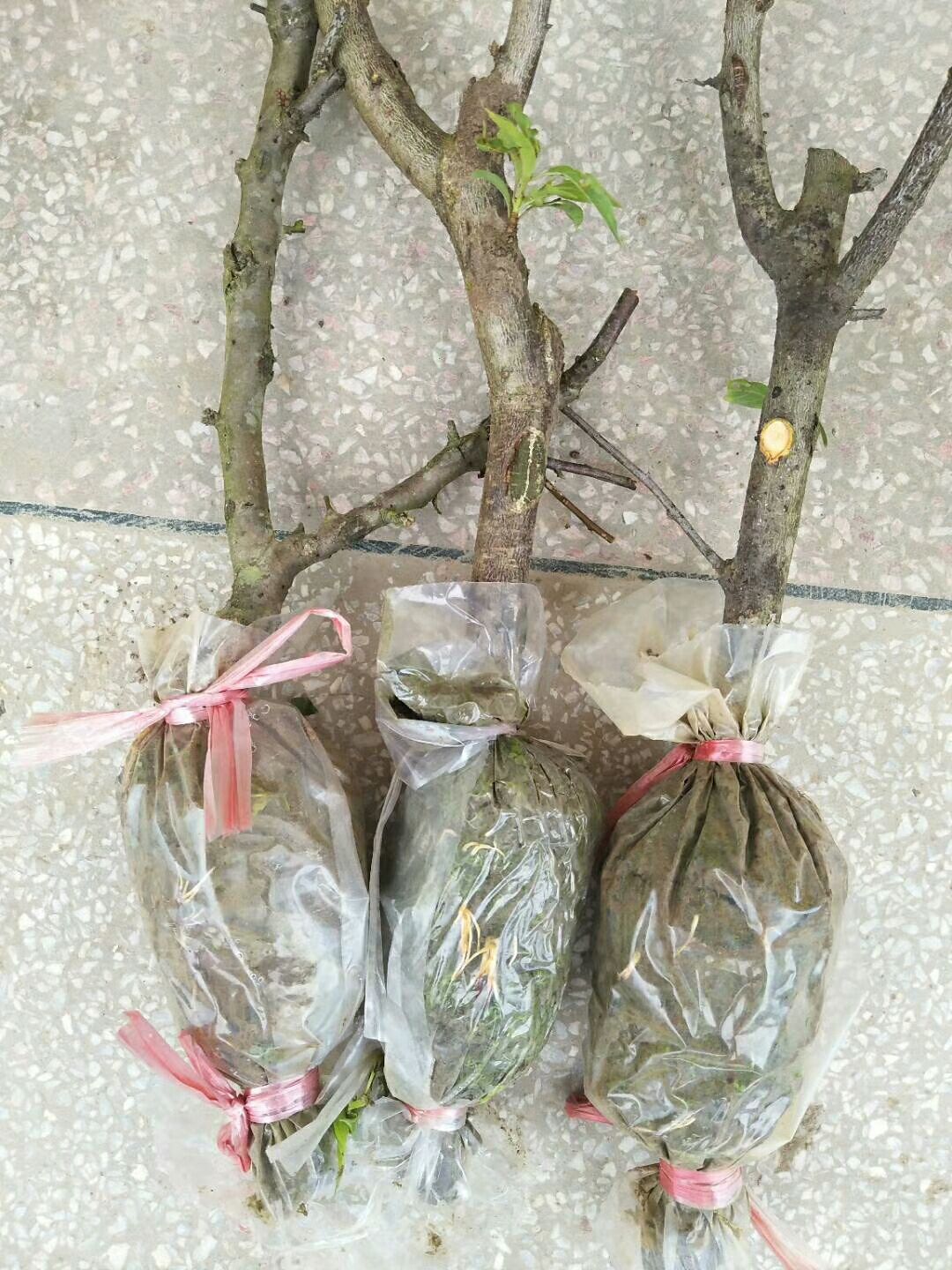 银妃三华李苗 钱排银妃三华李母本高压苗 品种纯正 成活率高生
