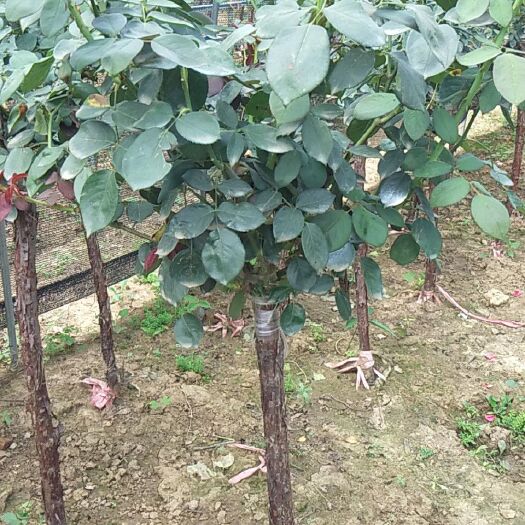 沭阳县 嫁接树状月季花苗老桩庭院盆栽地栽树桩月季树特大花浓香四季开花