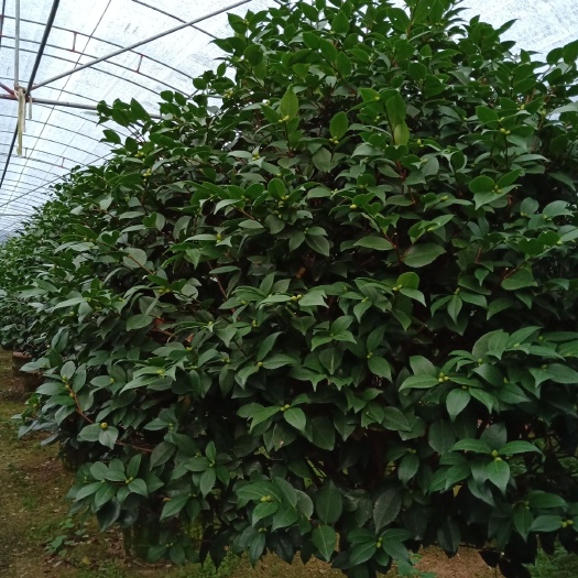 漳平市香花茶 140cm以上