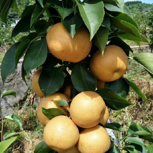 东海县沙澧特晚秋黄梨核小无渣口感脆甜皮薄肉白