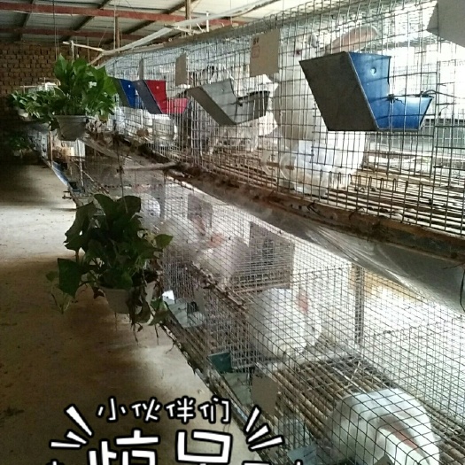 肉兔 5斤以上