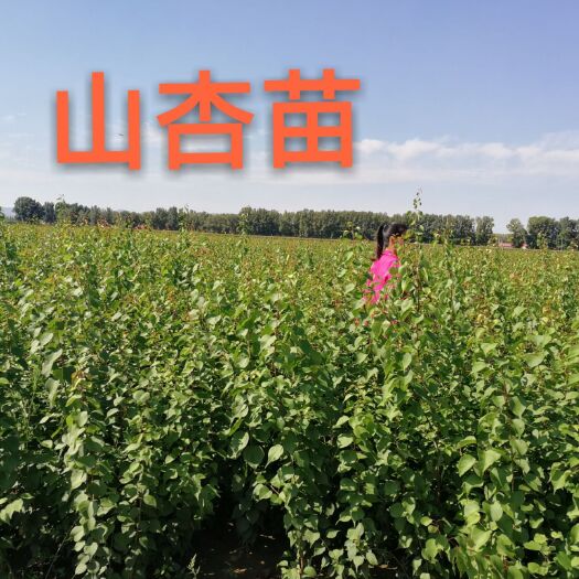 翁牛特旗山杏苗