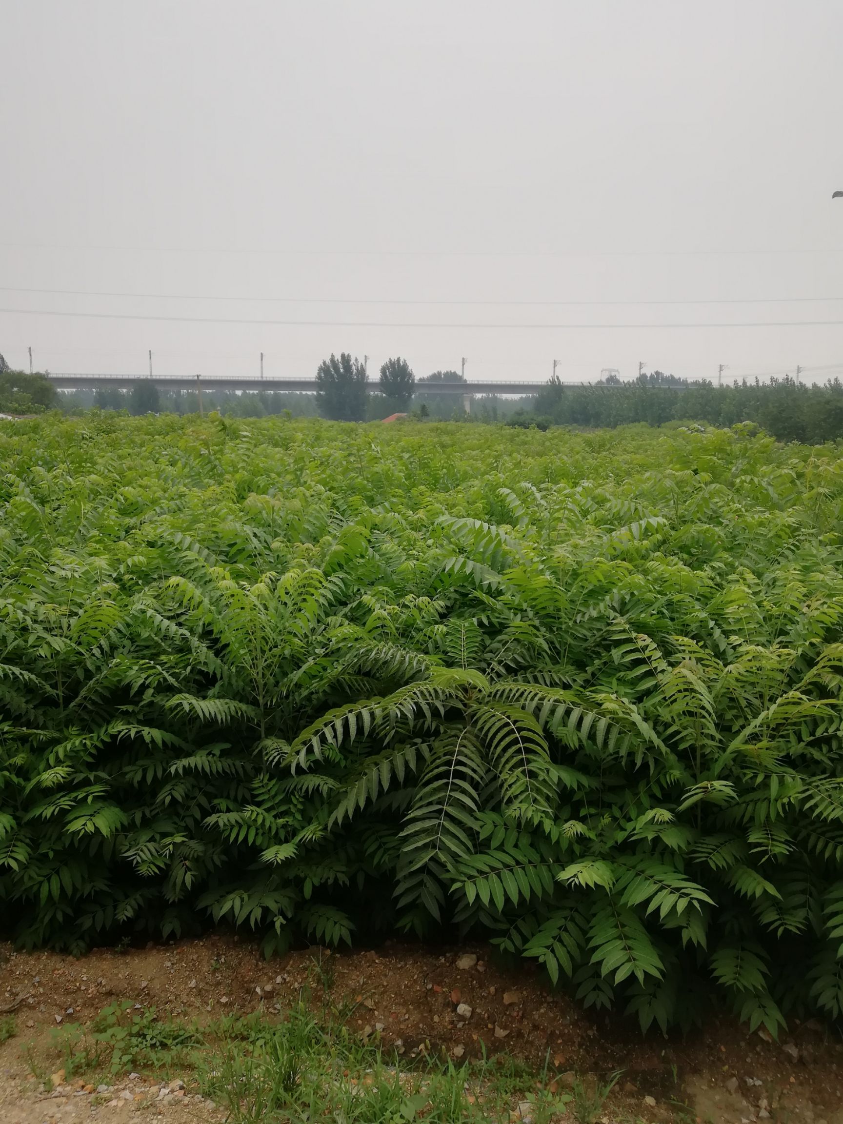 红油香椿苗 2公分以下