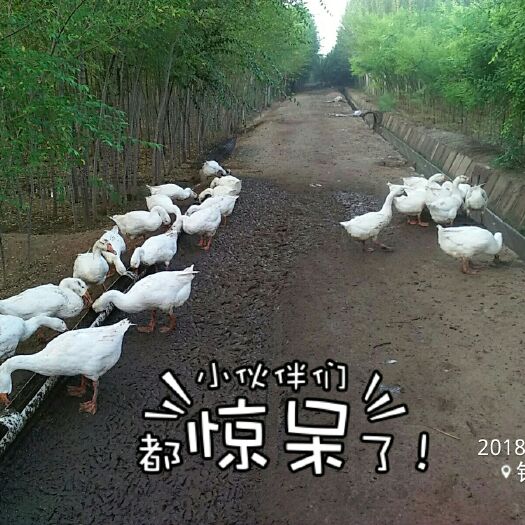 永宁县狮头鹅 统货 全散养 8-10斤