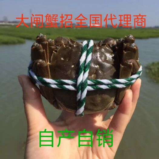泰兴市兴化大闸蟹 螃蟹