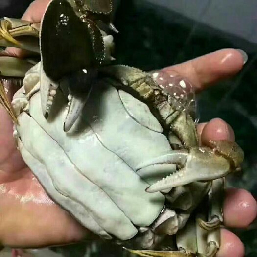 常熟市阳澄湖镇大闸蟹 母蟹