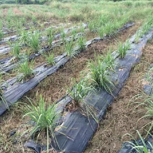 临武县香茅草 香茅种苗基地转移大甩卖
