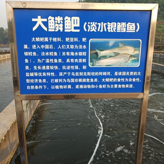 重庆市银鳕鱼苗