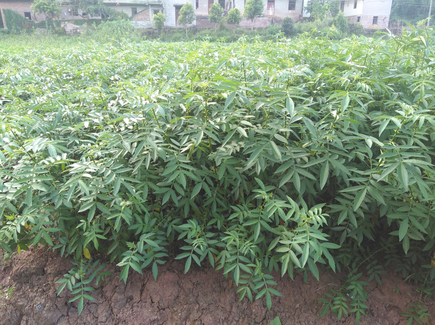 九叶青花椒苗 大量供应  苗壮  根须好  品种正  价格优惠