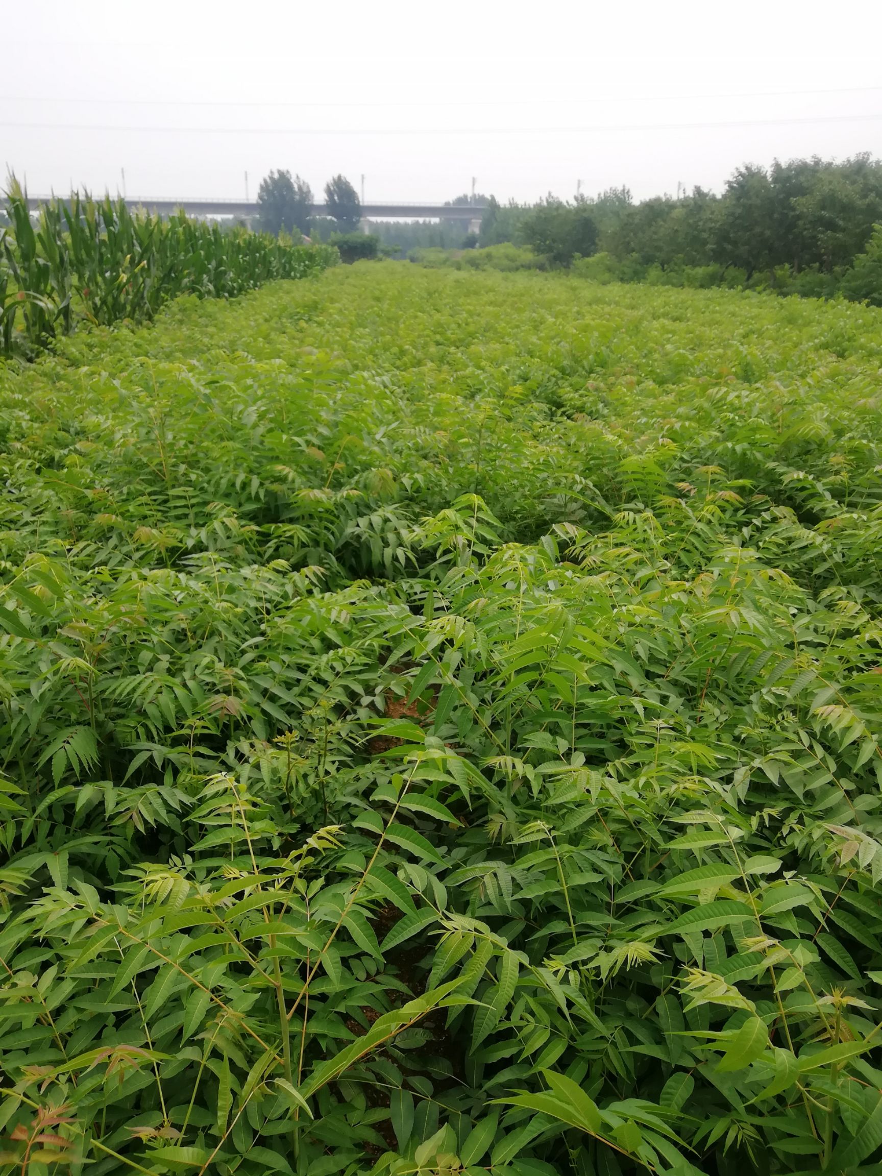 红油香椿苗 2公分以下