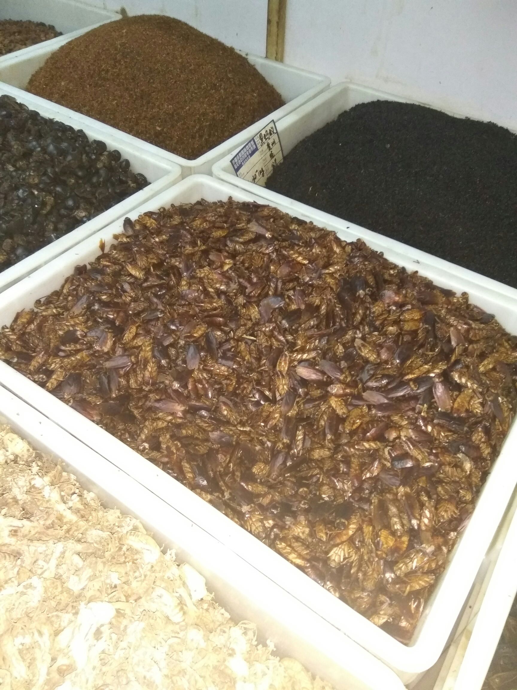 美洲大蠊  土元种苗，质量保证，包补包换。