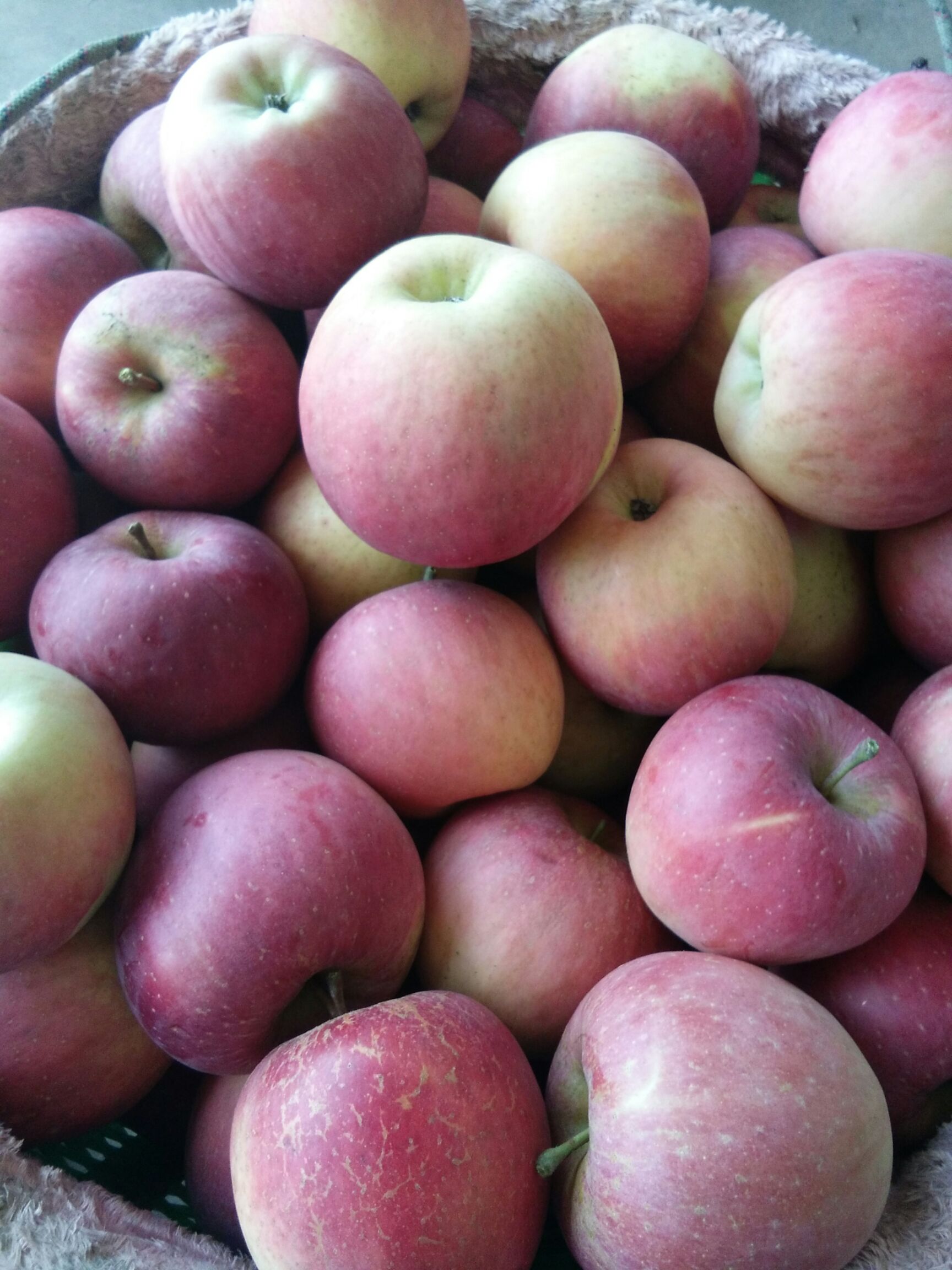 昭通苹果 光果 表光 80mm以上