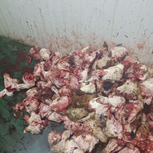 锡林浩特羊头 草地羔羊白头
