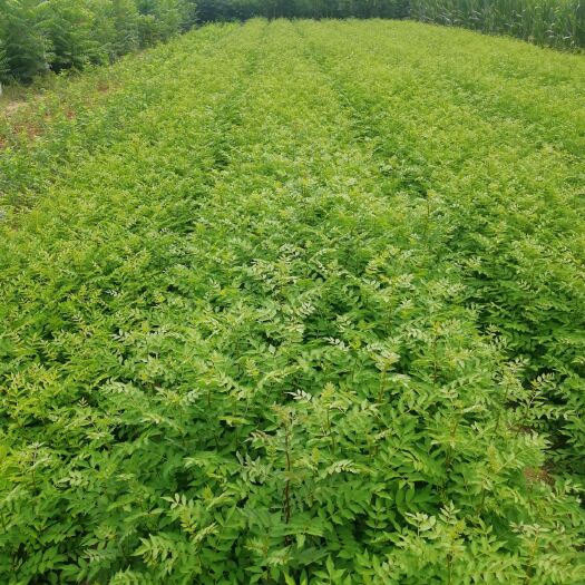 泰安大红袍花椒苗