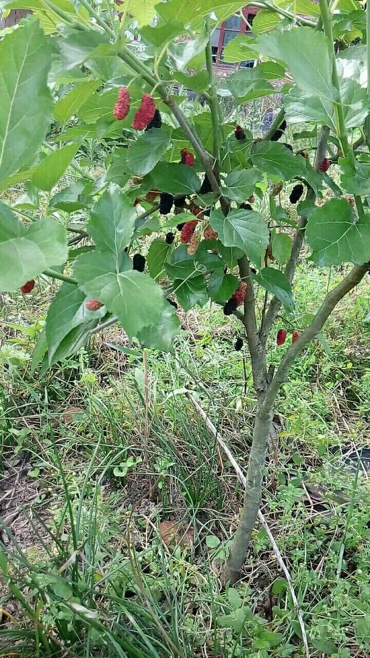 果桑苗 