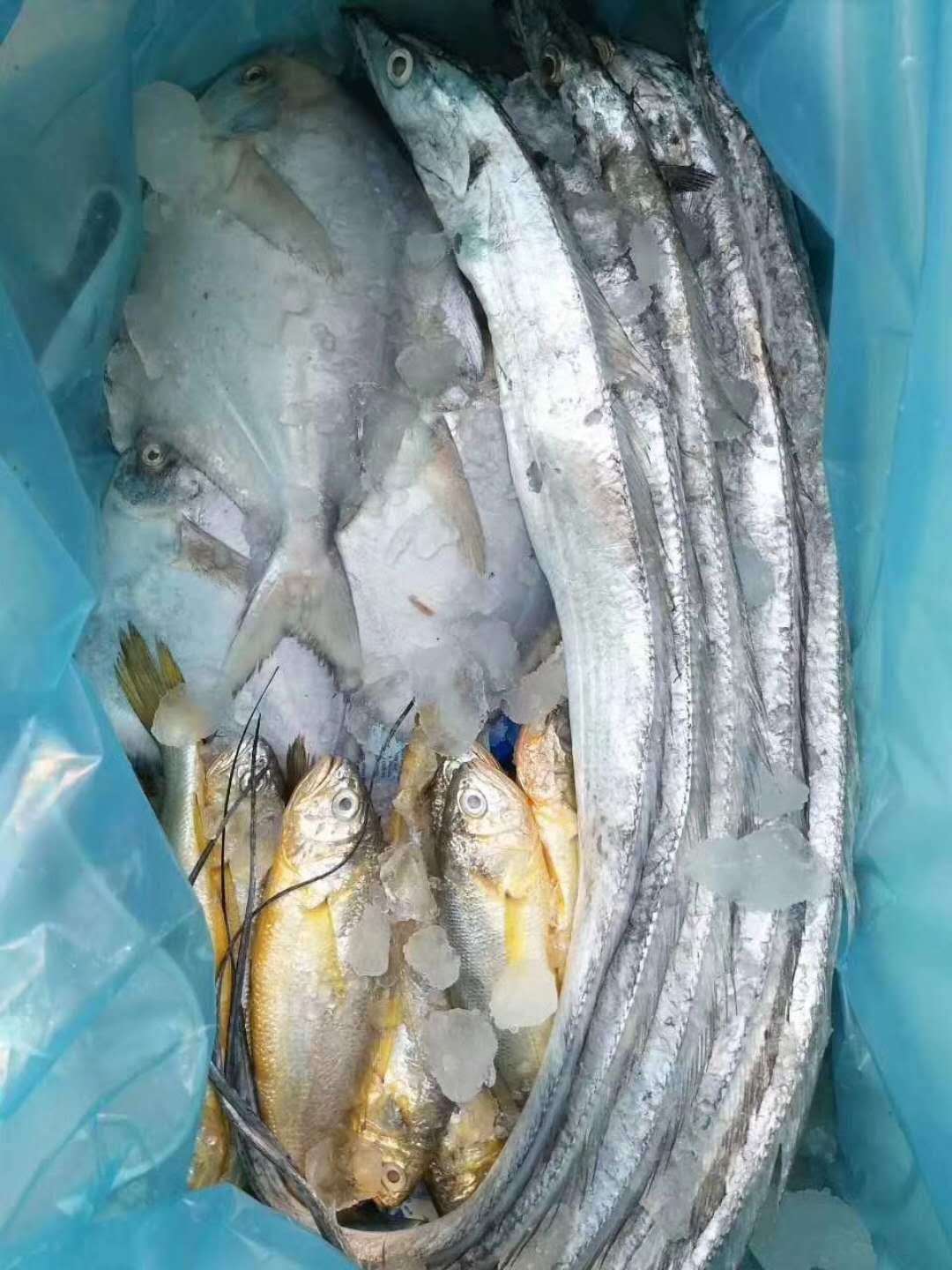 舟山带鱼 舟山礼包