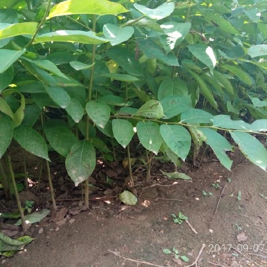 泰安薄皮核桃苗