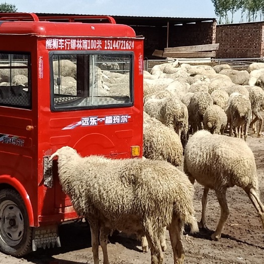 140-170斤羊批发采购_140-170斤羊供应_140