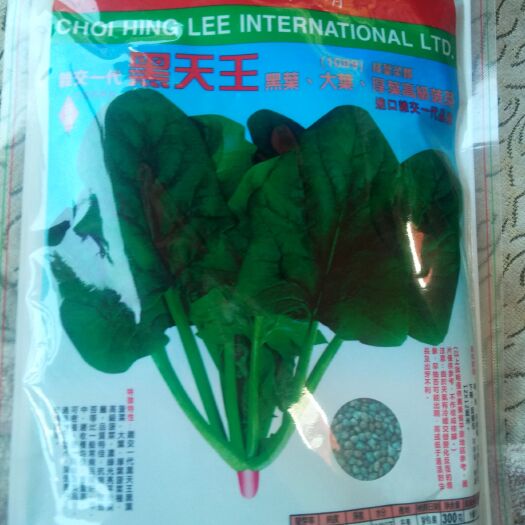 黑圆大叶菠菜种子