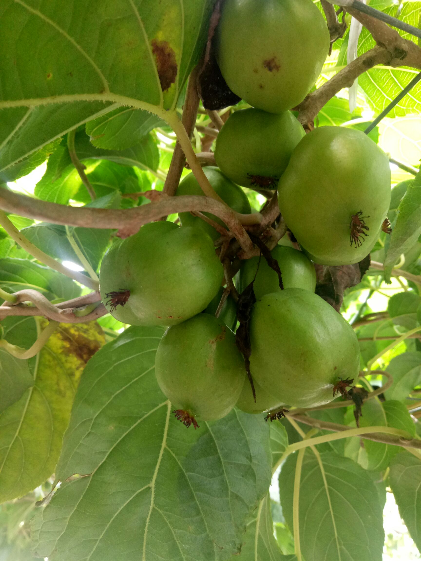 软枣猕猴桃 50克以上