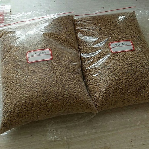 抚州杂交稻 江西省抚州市东乡区 早稻