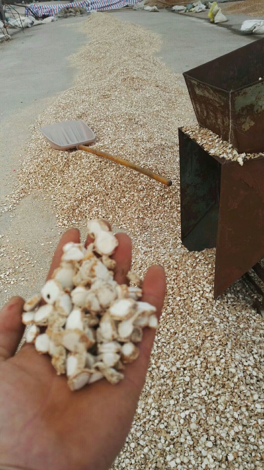 沙姜 