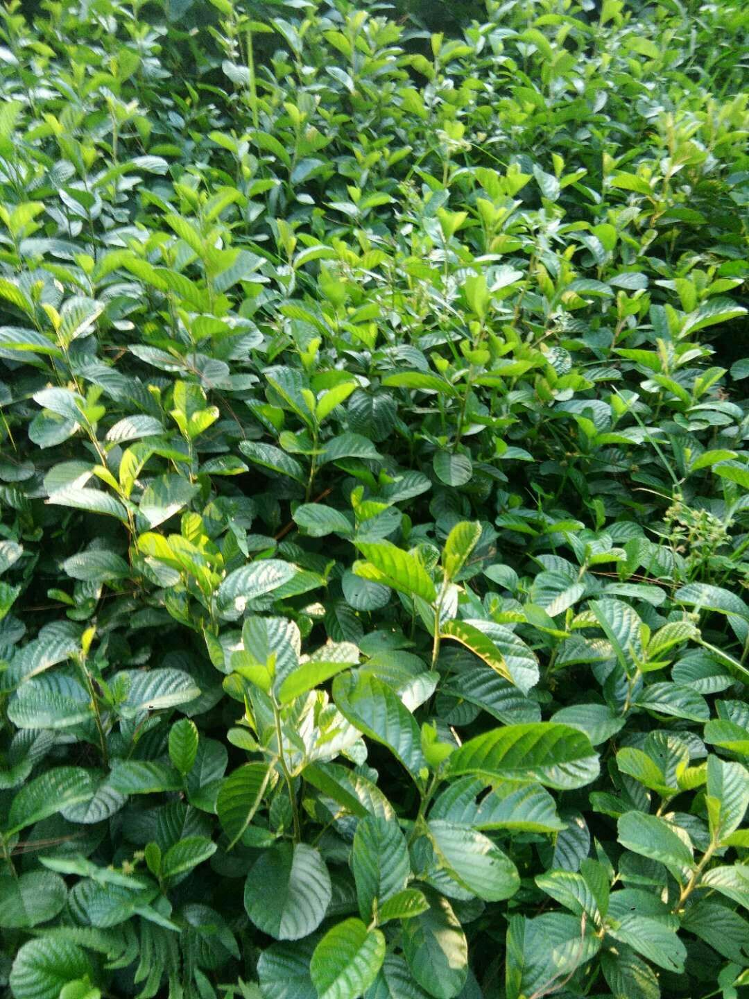 桤木树苗，基地培育 现挖保湿发货 苗 ****率